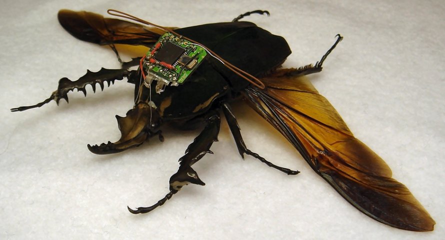 Hackers Insect SCIFI 4 EVER